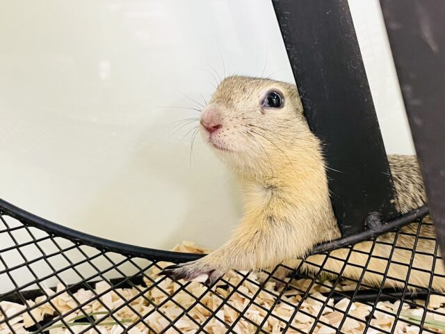 リチャードソンジリス