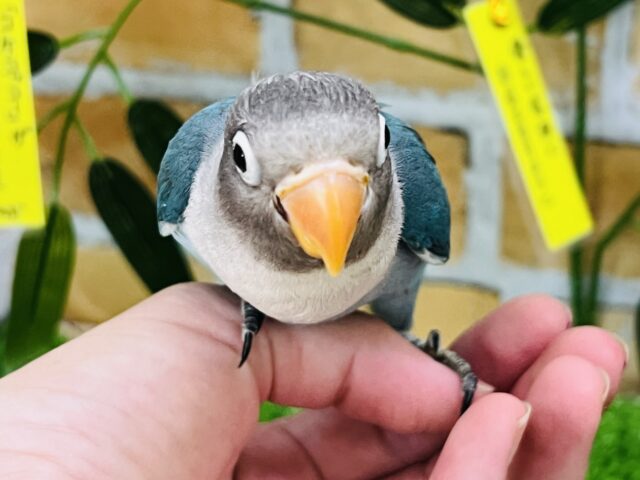 ブルーボタンインコ