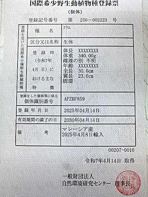 ヨウム 女の子🎀🩶🩶( •̀θ•́ )✧ ヨウム