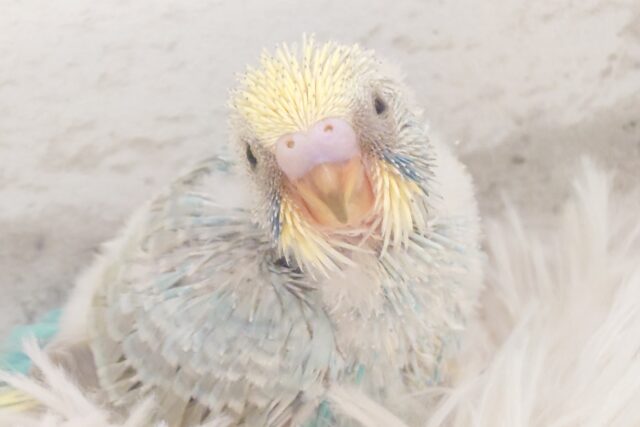 セキセイインコ