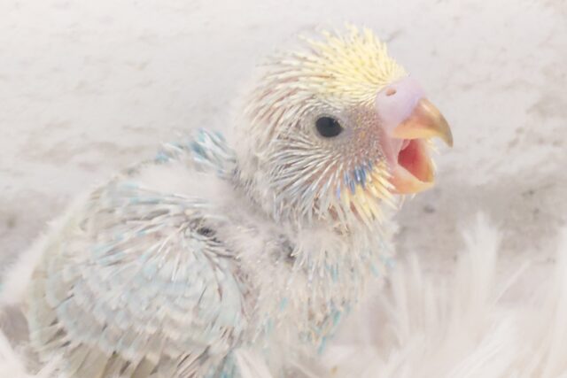 セキセイインコ