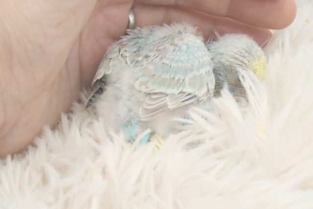 セキセイインコ