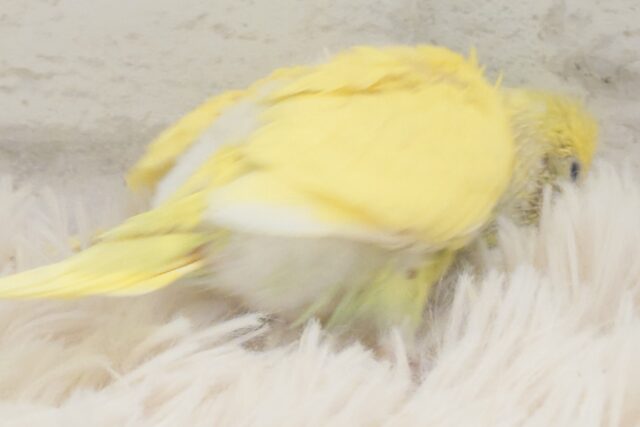 セキセイインコ