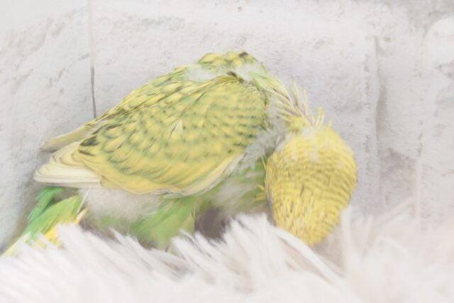 セキセイインコ