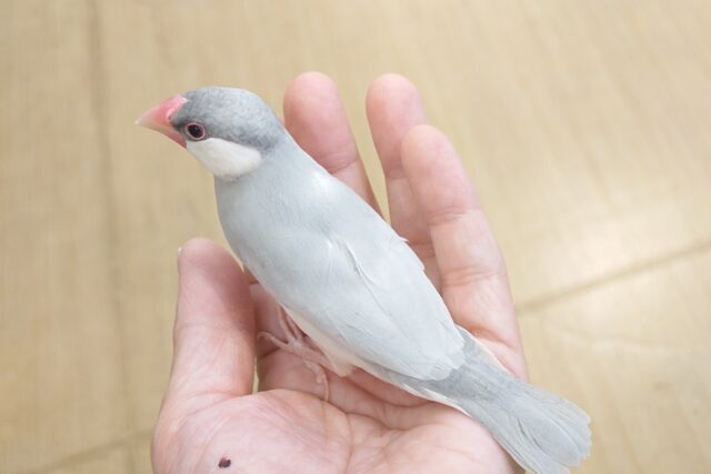 シルバー文鳥