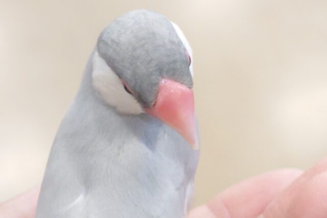 シルバー文鳥