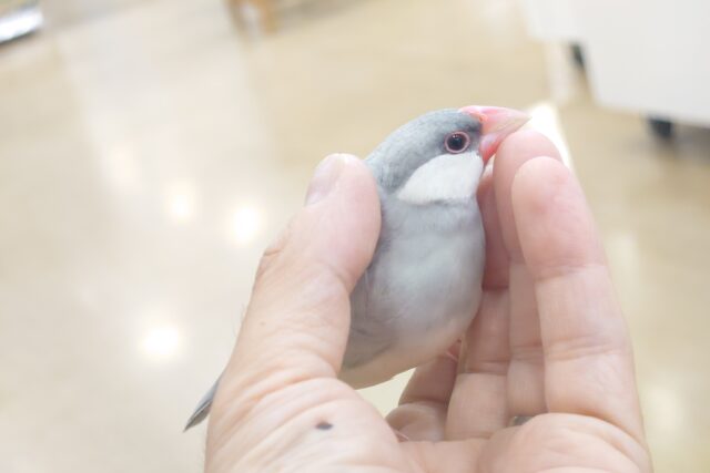 シルバー文鳥