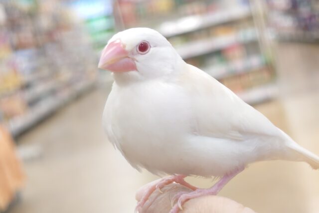アルビノ文鳥