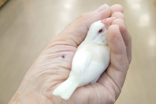 アルビノ文鳥