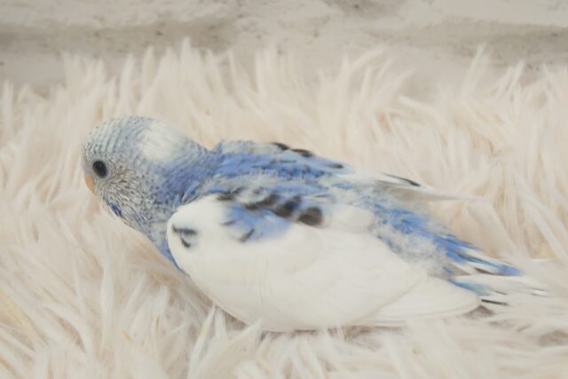 独せんっ☆☆☆ 手ざぶとんーーー セキセイインコ パイド~~ セキセイインコ