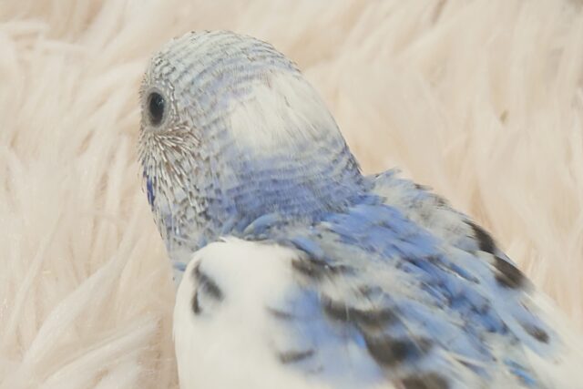 独せんっ☆☆☆ 手ざぶとんーーー セキセイインコ パイド~~ セキセイインコ