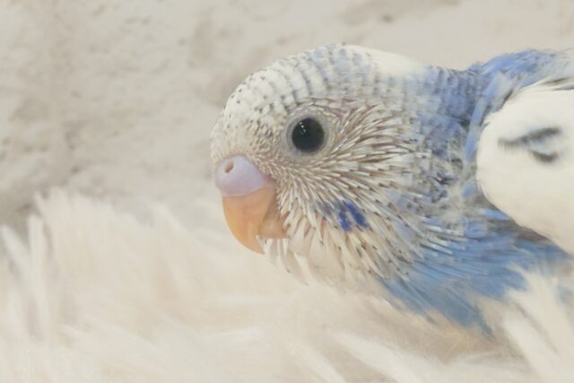 独せんっ☆☆☆ 手ざぶとんーーー セキセイインコ パイド~~ セキセイインコ