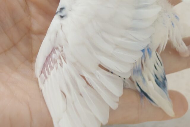 独せんっ☆☆☆ 手ざぶとんーーー セキセイインコ パイド~~ セキセイインコ