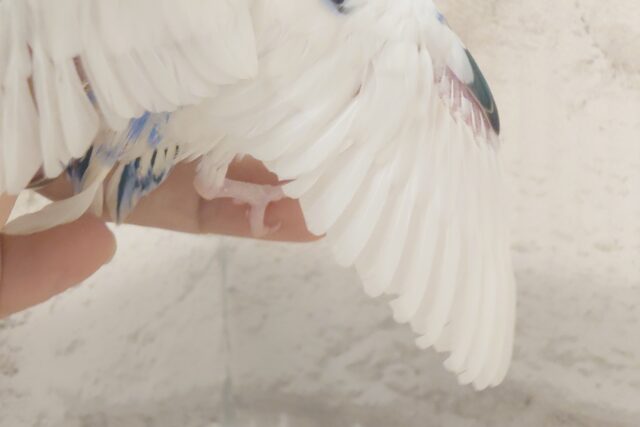 独せんっ☆☆☆ 手ざぶとんーーー セキセイインコ パイド~~ セキセイインコ