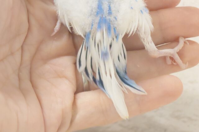 独せんっ☆☆☆ 手ざぶとんーーー セキセイインコ パイド~~ セキセイインコ