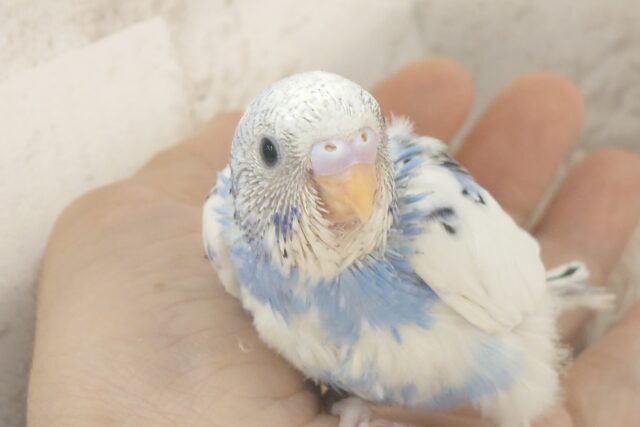独せんっ☆☆☆ 手ざぶとんーーー セキセイインコ パイド~~ セキセイインコ