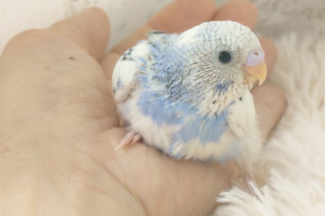 独せんっ☆☆☆ 手ざぶとんーーー セキセイインコ パイド~~ セキセイインコ