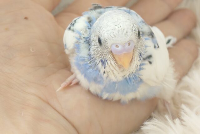 独せんっ☆☆☆ 手ざぶとんーーー セキセイインコ パイド~~ セキセイインコ
