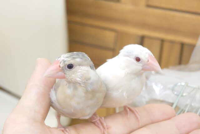 【最新画像更新🪄ひとり餌になりました!】ナナメ45度☆彡 可愛いを知る♬ (´ω`*) 色変わり文鳥~~ 色変わり文鳥