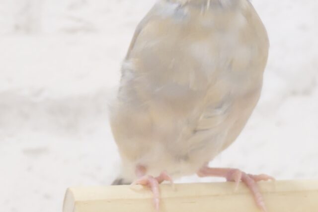 【最新画像更新🪄ひとり餌になりました!】ナナメ45度☆彡 可愛いを知る♬ (´ω`*) 色変わり文鳥~~ 色変わり文鳥