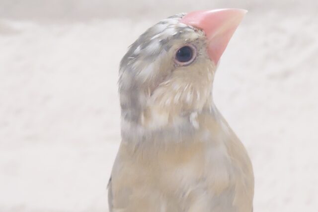 【最新画像更新🪄ひとり餌になりました!】ナナメ45度☆彡 可愛いを知る♬ (´ω`*) 色変わり文鳥~~ 色変わり文鳥