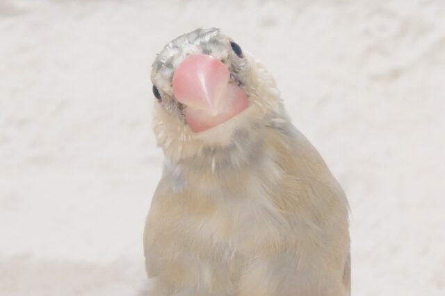 【最新画像更新🪄ひとり餌になりました!】ナナメ45度☆彡 可愛いを知る♬ (´ω`*) 色変わり文鳥~~ 色変わり文鳥