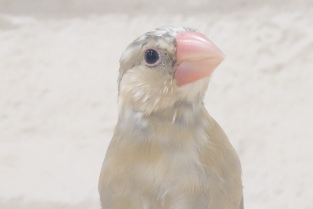 【最新画像更新🪄ひとり餌になりました!】ナナメ45度☆彡 可愛いを知る♬ (´ω`*) 色変わり文鳥~~ 色変わり文鳥