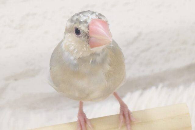 【最新画像更新🪄ひとり餌になりました!】ナナメ45度☆彡 可愛いを知る♬ (´ω`*) 色変わり文鳥~~ 色変わり文鳥