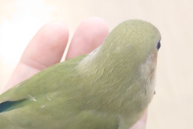 コザクラインコ（小桜インコ）
