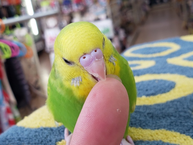 セキセイインコ