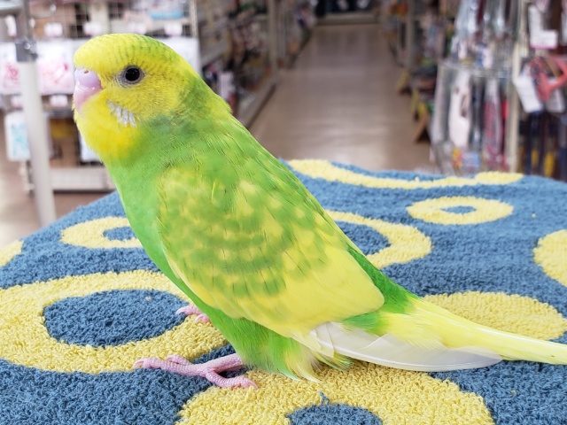 セキセイインコ