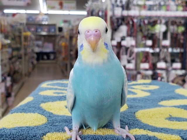 セキセイインコ