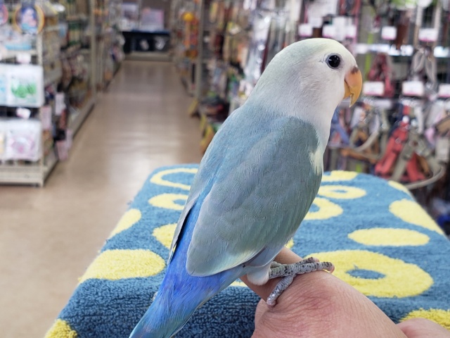 コザクラインコ（小桜インコ）