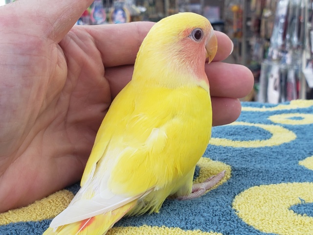 コザクラインコ（小桜インコ）