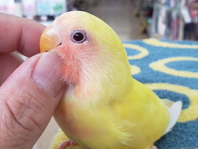 コザクラインコ（小桜インコ）