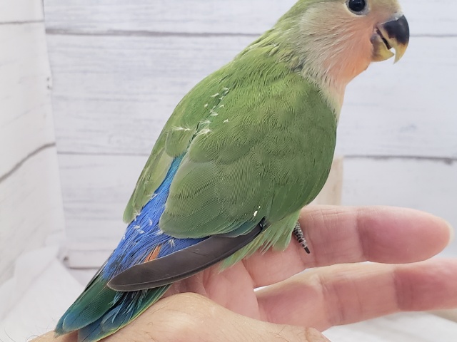 コザクラインコ（小桜インコ）