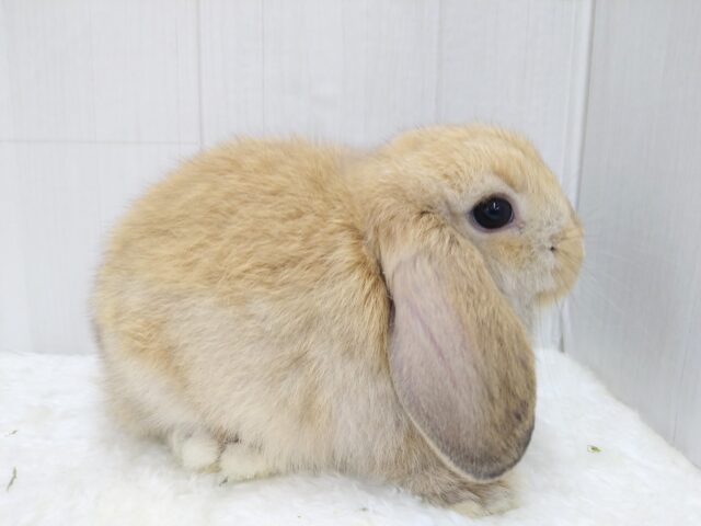 ホーランドロップ