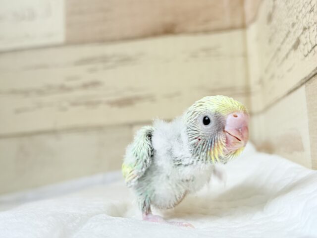 セキセイインコ