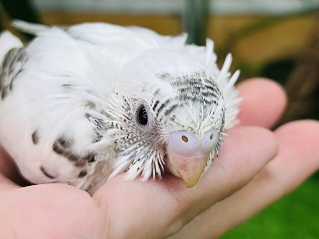 セキセイインコ