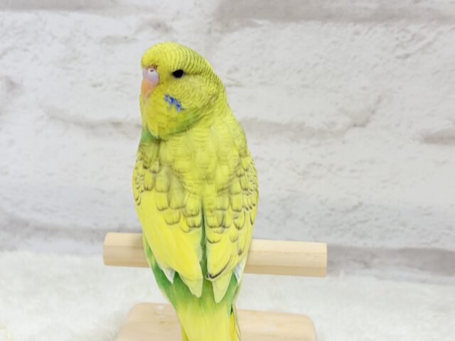 ジャンボセキセイインコ