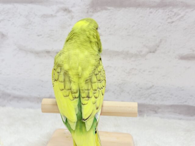 ジャンボセキセイインコ