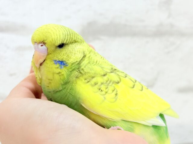 ジャンボセキセイインコ