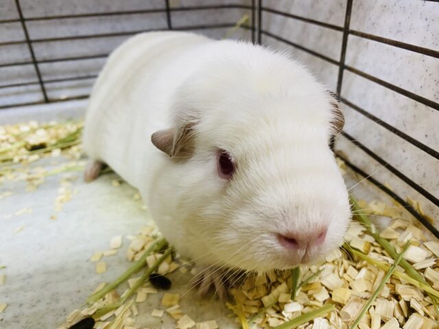 ロシアンクレステッドモルモット