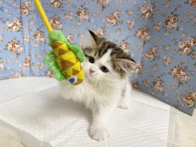 スコティッシュフォールド