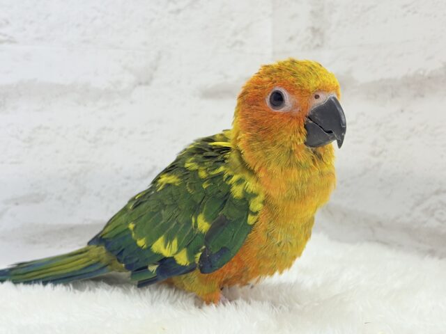 コガネメキシコインコ