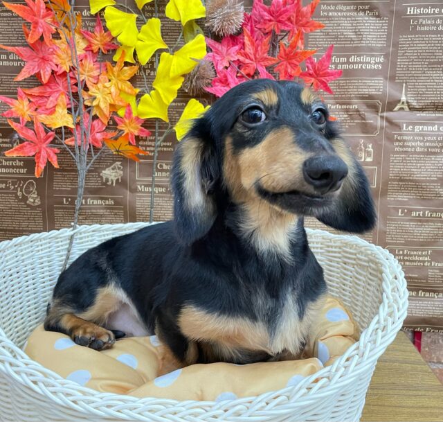 カニンヘンダックス