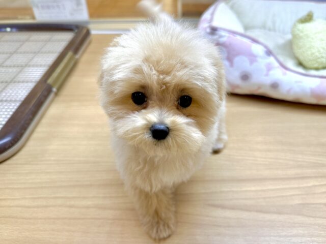 大人気のミックス犬!おっとりマルプーちゃん𐔌ᵔ ܸ>⩊<︎︎ ܸᵔ 𐦯 マルプー