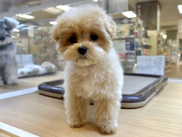 大人気のミックス犬!おっとりマルプーちゃん𐔌ᵔ ܸ>⩊<︎︎ ܸᵔ 𐦯 マルプー