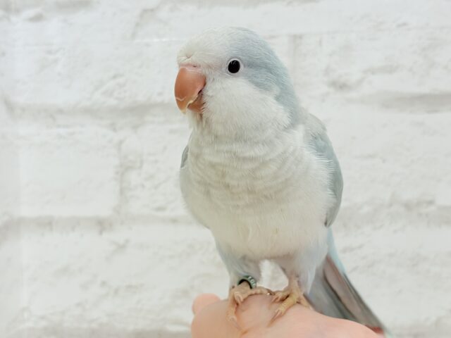 オキナインコ