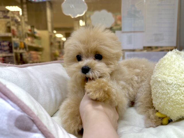 大人気のミックス犬!おっとりマルプーちゃん𐔌ᵔ ܸ>⩊<︎︎ ܸᵔ 𐦯 マルプー